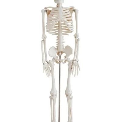MON178 SKELETON[168CM,85CM,42CM]