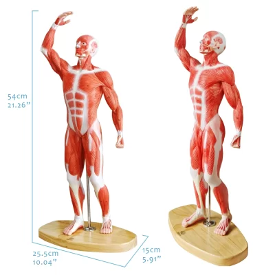 MON189 50CM TALL MUSCLE BODY MODEL