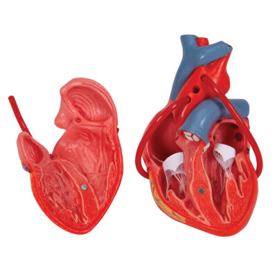 MON805 EXPANSION MODEL OF HEART DIGESTION 4 PARTS