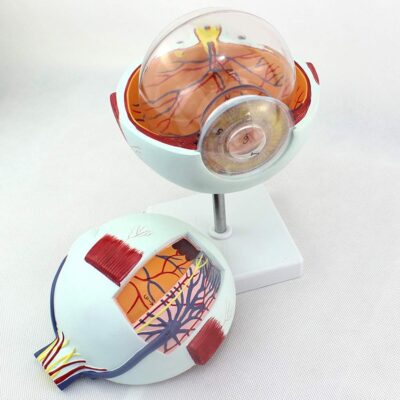 MON787 EXPANSION MODEL OF TE EYEBALL 6 PARTS
