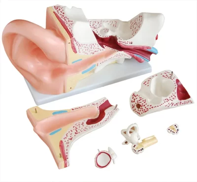 MON789 EXPANSION MODEL OF THE EAR DISSECTION[EXTERNAL AND INTERNAL EAR] 6 PARTS
