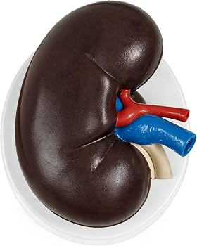 MON804 EXPANSION MODEL OF THE KIDNEY