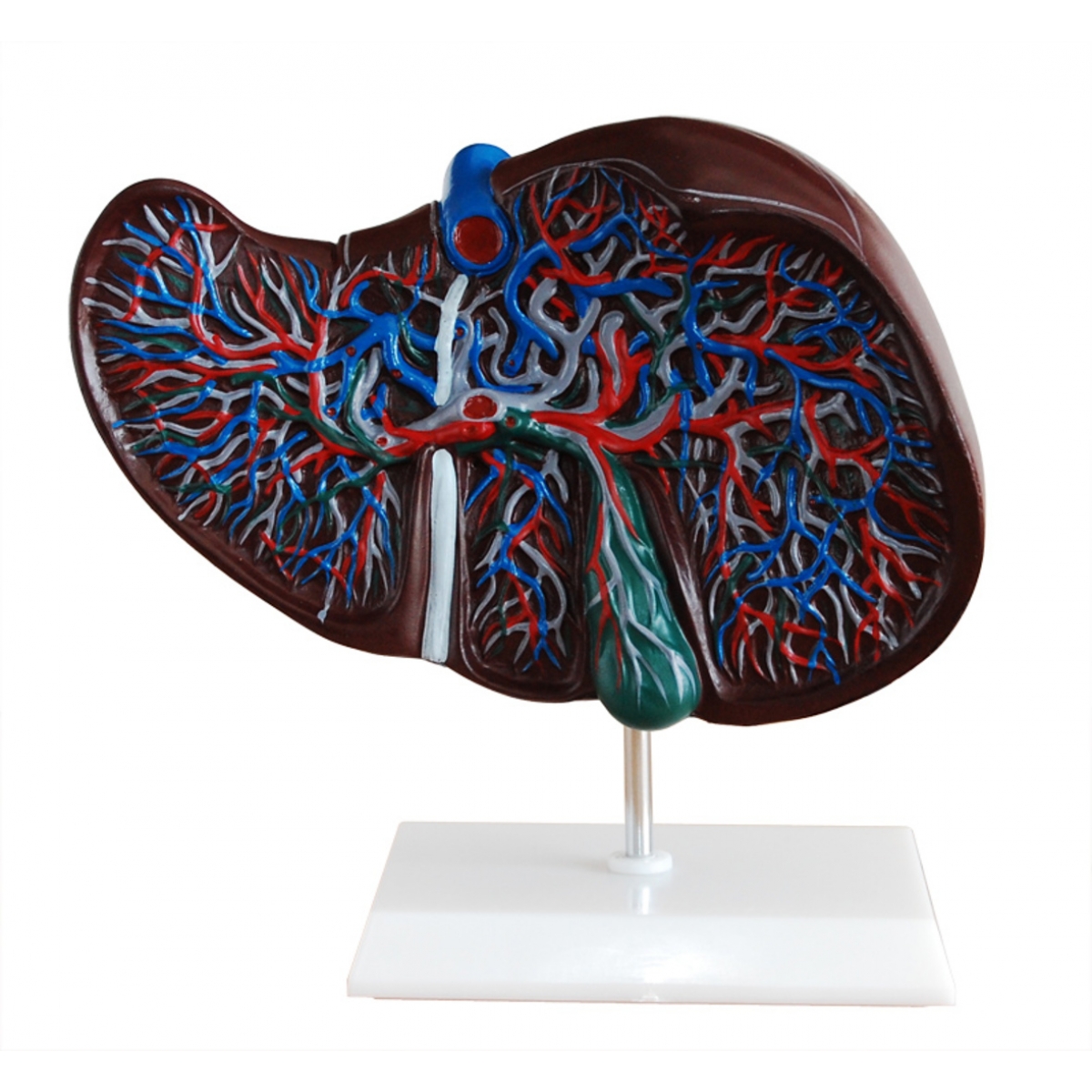 MON 807 EXPANSION MODEL OF THE LIVER DISSECTION
