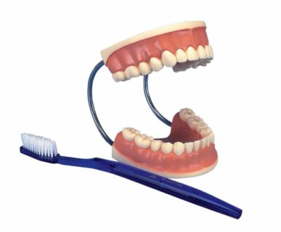 MON212 GIANT WITH TOOTH GAP FIXED DENTAL CARE