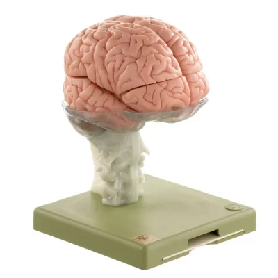 MON195 HUMAN BRAIN