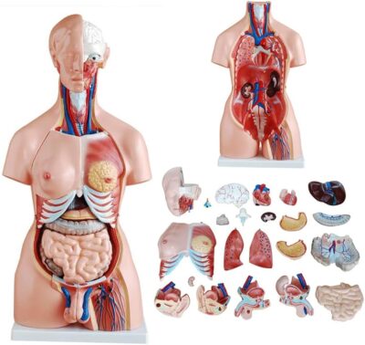 MON186 HUMAN DUALSEX TORSO 85CM[24PARTS]