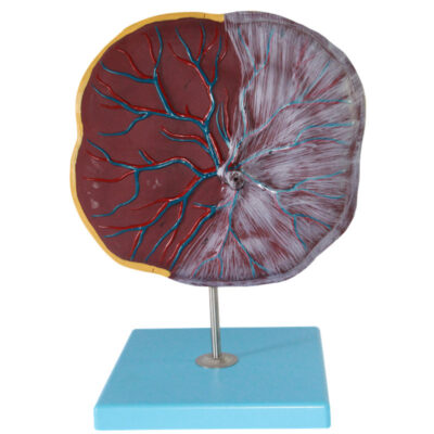 MON 206 HUMAN PLACENTA MODEL