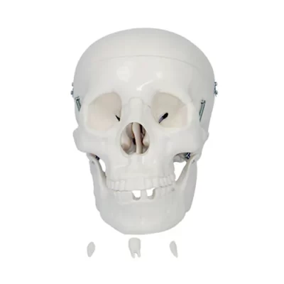 MON196 LIFE SIZE SKULL