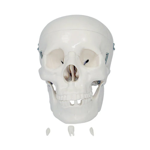 MON196 LIFE SIZE SKULL