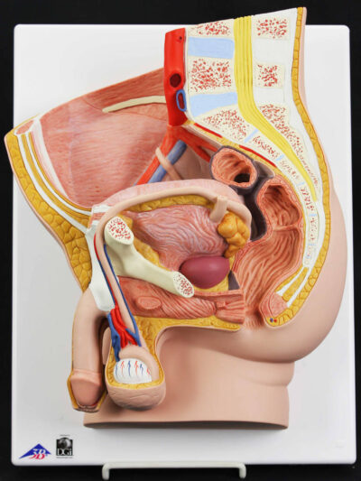 MON796 MALE PELVIS MODEL