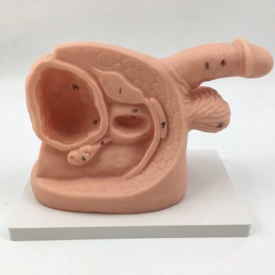 MON1139 MALE REPRODUCTIVE ORGAN