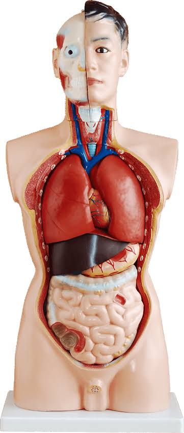 MON385 MALE TORSO 85CM