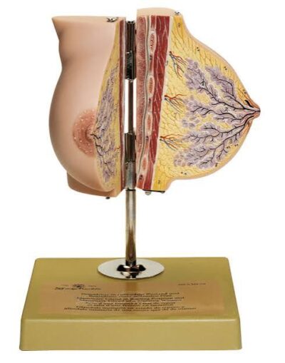 MON199 MAMMARY GLAND IN NURSING WOMEN