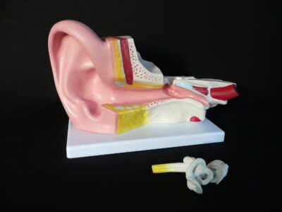 MON788 MIDDLE EAR MODEL