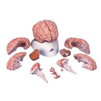 MON792 MODEL OF THE BRAIN AND BRAIN ARTERY