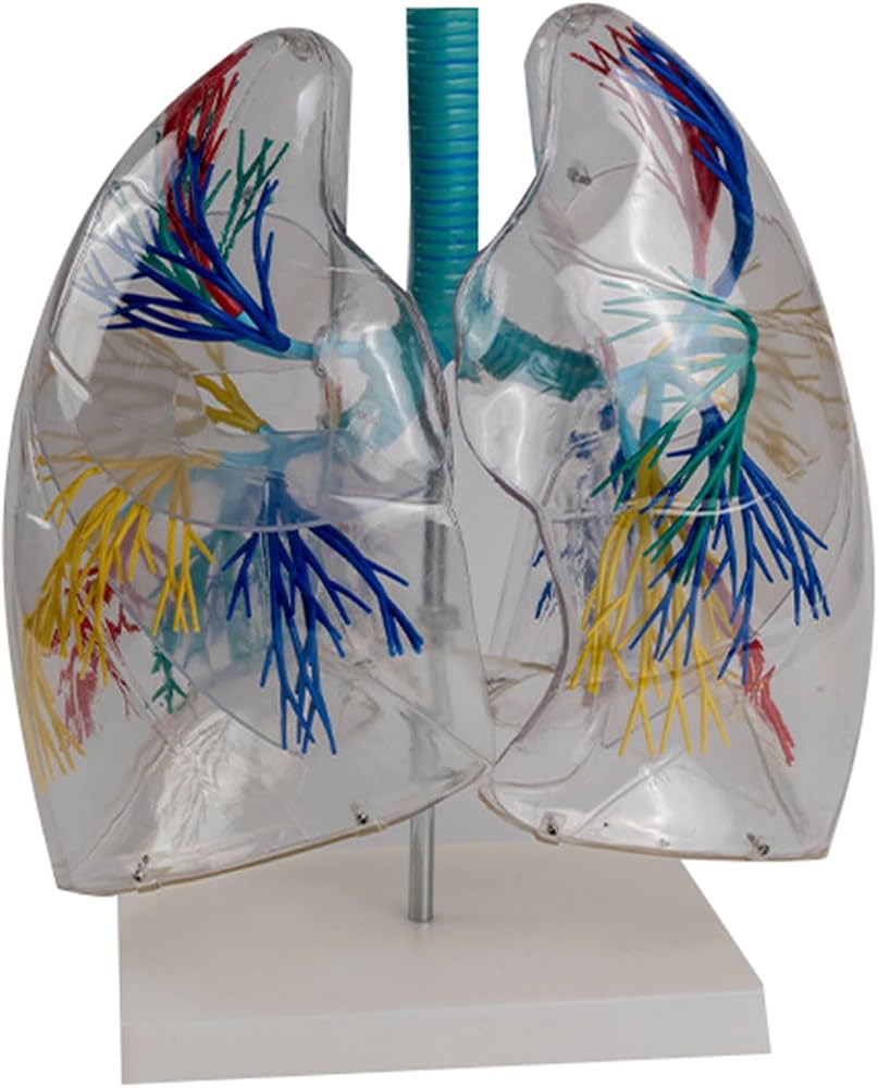 MON808 MODEL OF TRANSPARENT BRONCHOPULMONARY SEGMENT