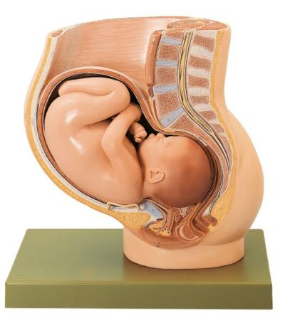 MON798 PELVIS WITH UTERUS IN THE NINTH MONTH PREGNANCY