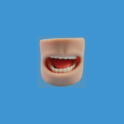 MON357 TEETH MODEL IN ORAL CAVITY