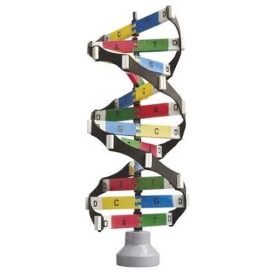 MON670 DNA ACTIVITY MODEL